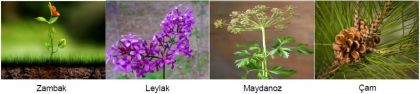 Çiçekli Bitkilere Örnekler -1