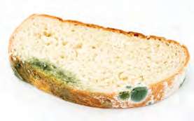 Ekmekte Küf Mantarı 3