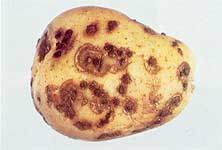 Patates Uyuzu - Parazit Mantar