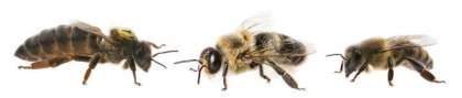 Arılarda Modifikasyon