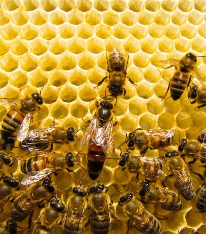 Arılarda Varyasyon