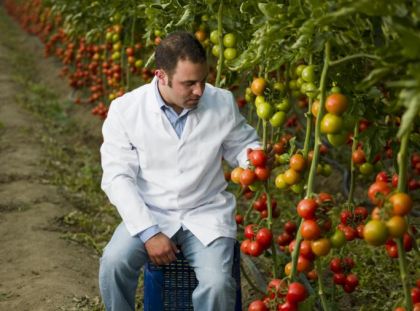 Biyo-teknoloji uygulamaları ile üretilmiş çok ürün veren domatesler