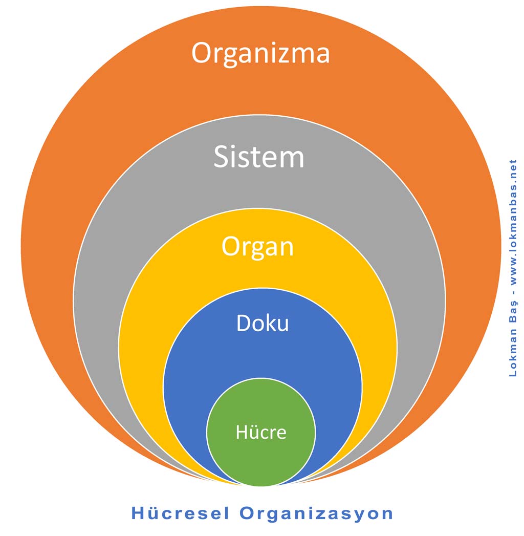 Hücresel Organizasyon Şeması - Hücreden Organizmaya