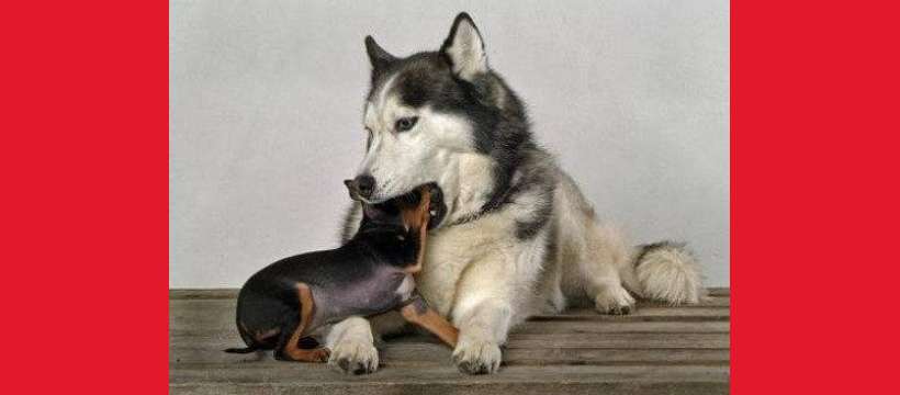 Dünyadaki En Küçük Köpek Hangisidir?